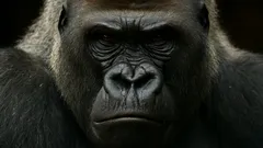 Obři, kteří vládli džunglím: Nejmohutnější primáti Země byli skuteční, ne jen mýtus