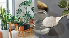 Kvetoucí parapet i v prosinci: Jak vyrobit super hnojivo za 5 minut